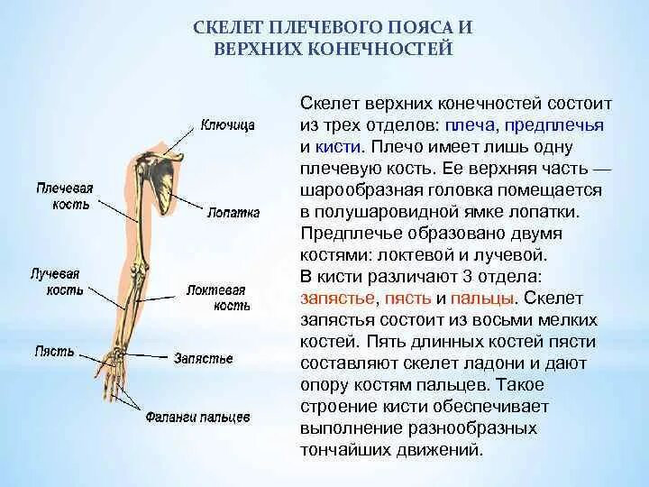 Скелет пояса верхних конечностей (плечевого пояса). Скелет пояса верхних конечностей состоит. Строение скелета верхней конечности. Кости свободной верхней конечности схема.