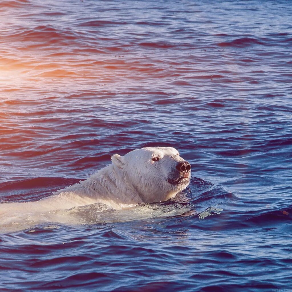 Watch me swim. Морской медведь. Морской белый медведь. Белый медведь плывет. Медведь плавает.