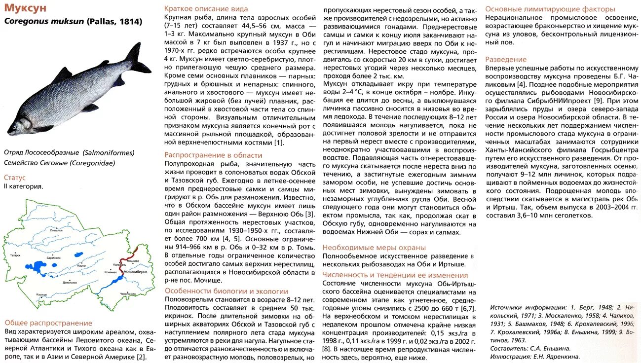 Нерестовый запрет в ленинградской области. Муксун рыба красная книга. Рыбы Новосибирской области. Муксун описание. Щёкур рыба фото описание.