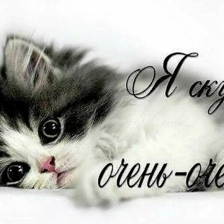 Любимому котику. Люблю моего котенка. Люблю тебя котенок. Люблю тебя котенок мой любимый. Люблю тебя котенок.