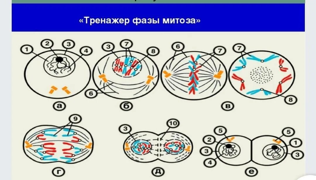 Митоз схема. Митоз рисунок. Фазы митоза рисунки. Упрощенная схема митоза. Митоз прямое деление клеток