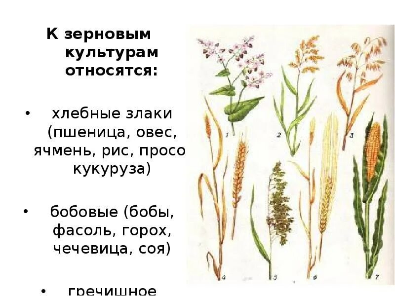 Злаковым является. Культурные растения: - хлебные злаки (рис, пшеница, кукуруза)......?. Хлебные злаковые культуры. Важнейшие злаковые культуры. Аллергенные злаковые культуры.