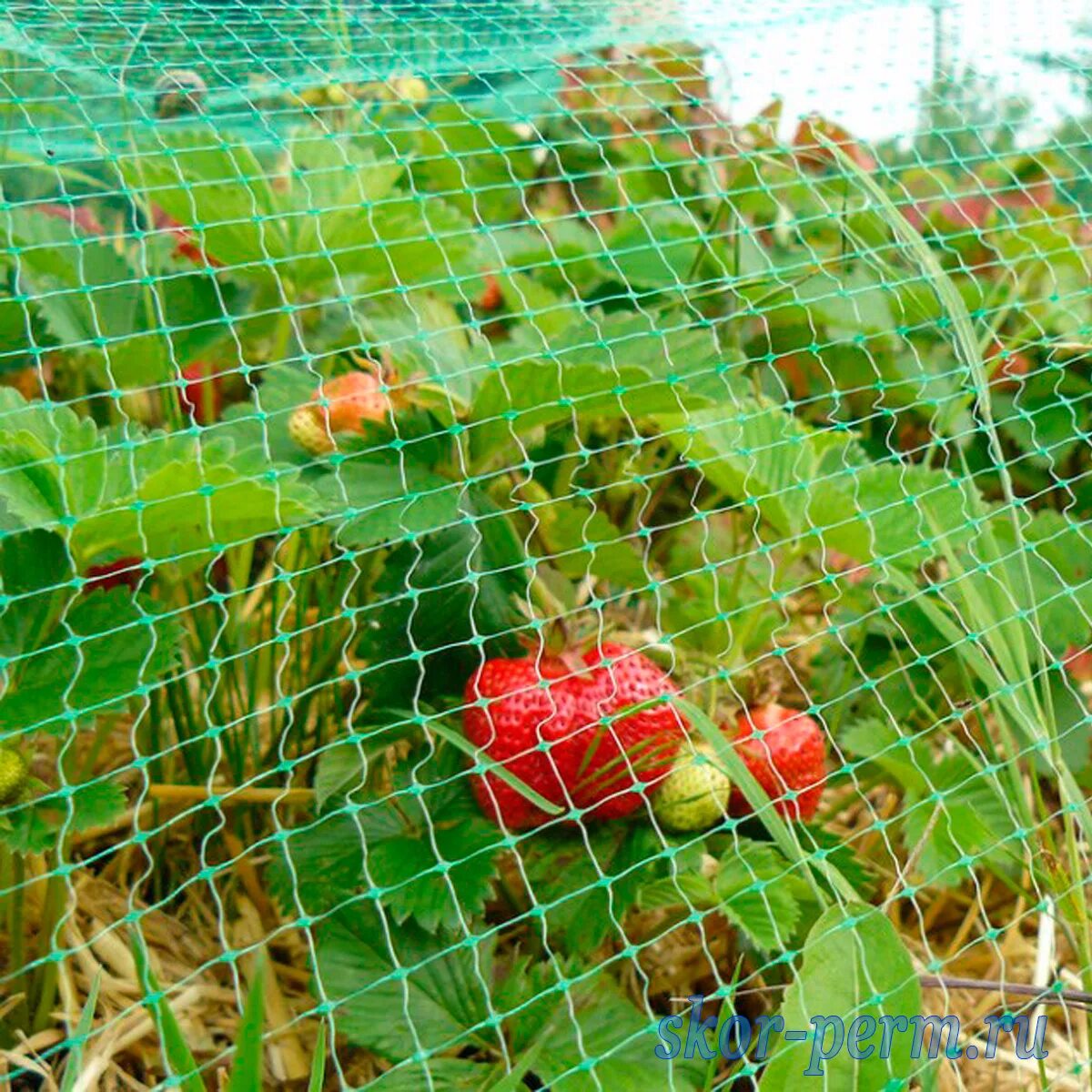 Сетка от птиц для кустов. У-6/2/5 сетка от птиц 2м х 5м хаки. сетка от птиц хаки протэкт у-6/2/5. сетка от птиц пластиковая (яч.6х6мм) рулон 2х10м (хаки). сетка от птиц 2м*10м (протэкт)(.
