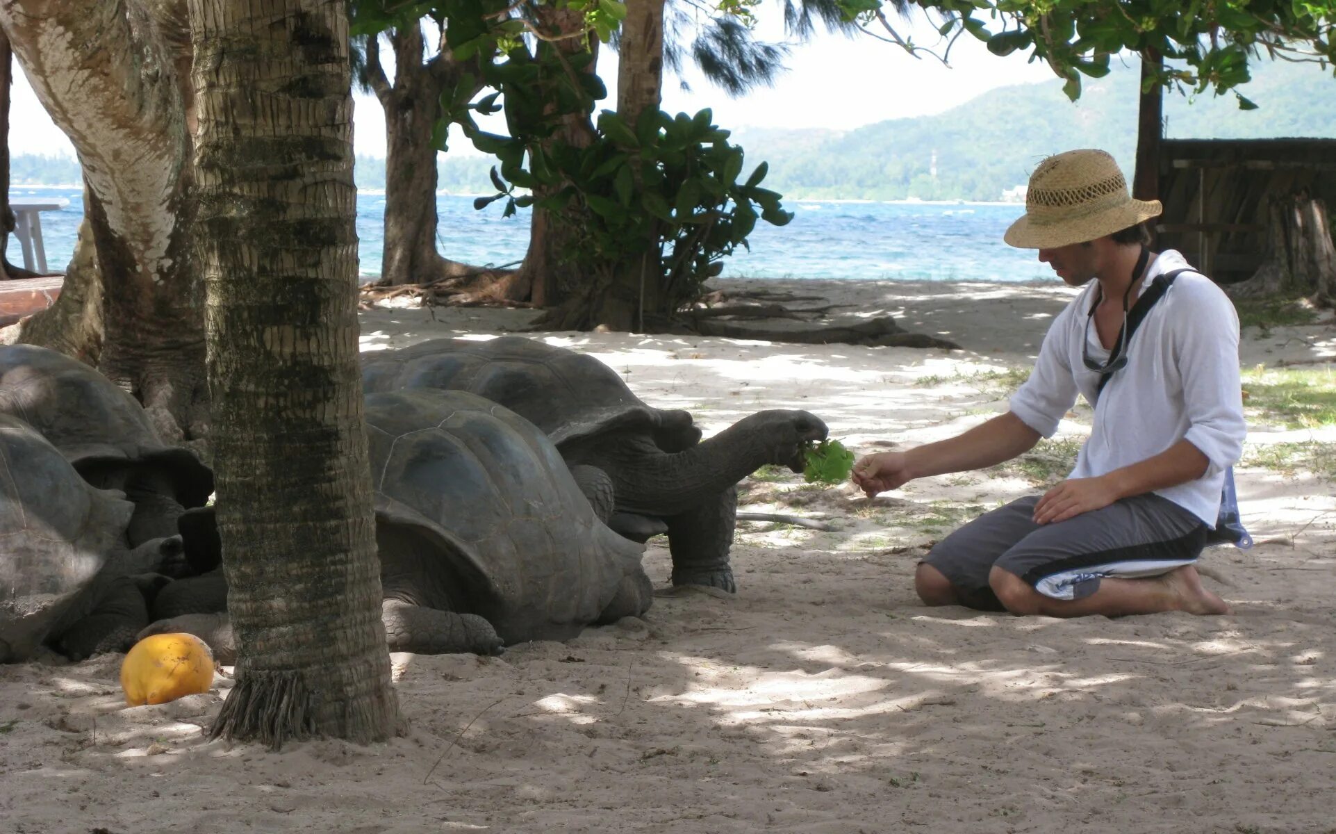 Сейшельские черепахи. Ла-Диг Сейшельские острова черепахи. Черепахи на Сейшельских островах. Сейшельская гигантская черепаха.