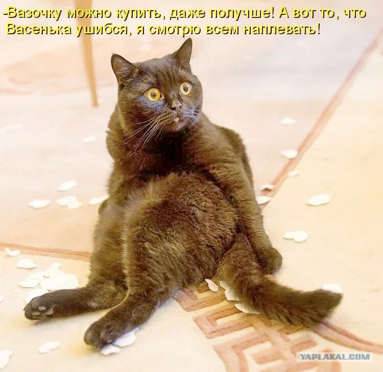 не вот такая. воооот такую рыбу поймал. гусь прикол. приколы нашего времени. надпись прелесть.