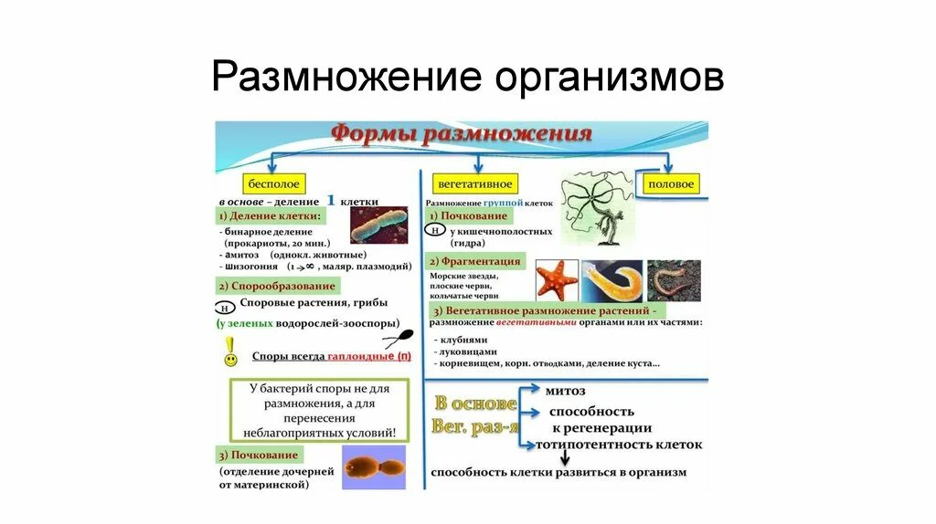 Какие типы размножения различают в живой природе. Виды и способы размножения организмов. Формы и способы размножения организмов. Размножение организмов биология. Способы бесполого размножения организмов.