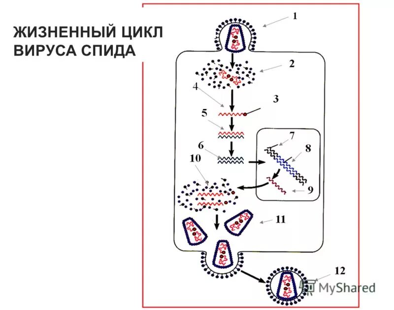 Последовательность жизненного цикла вирусов