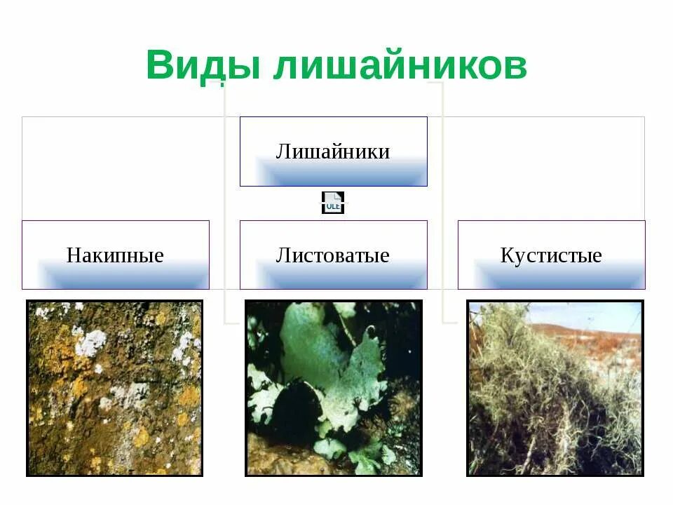 2 типа лишайников. Формы лишайников. Лишайники виды. Лишайники эукариоты. По его форме лишайники бывают.