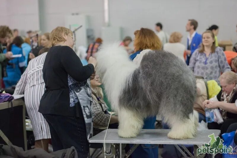 Выставка собак экспо. Выставка собак в крокус экспо. выставка собак крокус экспо 28.01.2025. евразия 2025 выставка собак. выставка собак москва 10.02 крокус экспо.