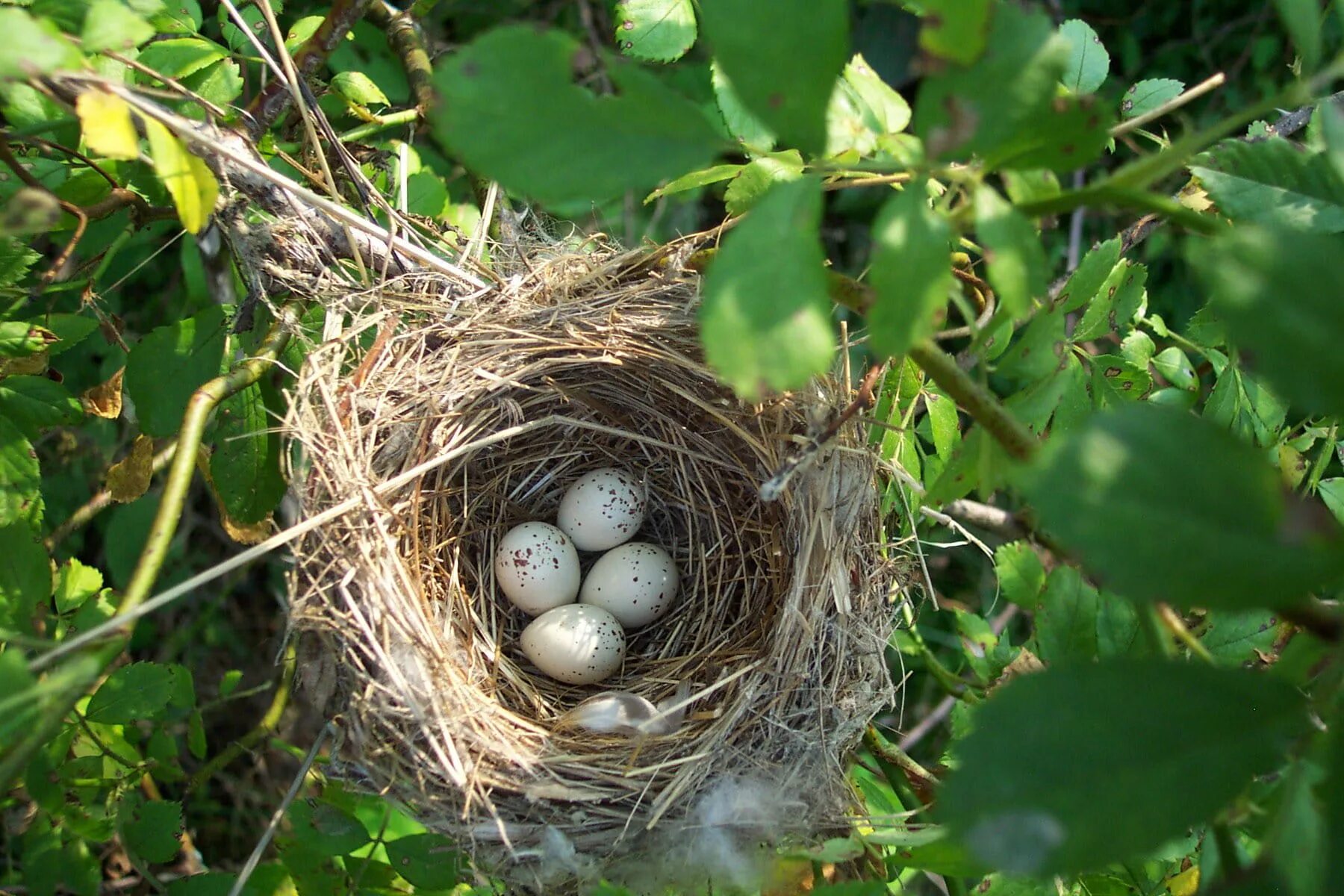 Гнездо рядом с домом. Гнездо. Гнездо для птиц.. Птица строит гнездо. Птичье гнездо.