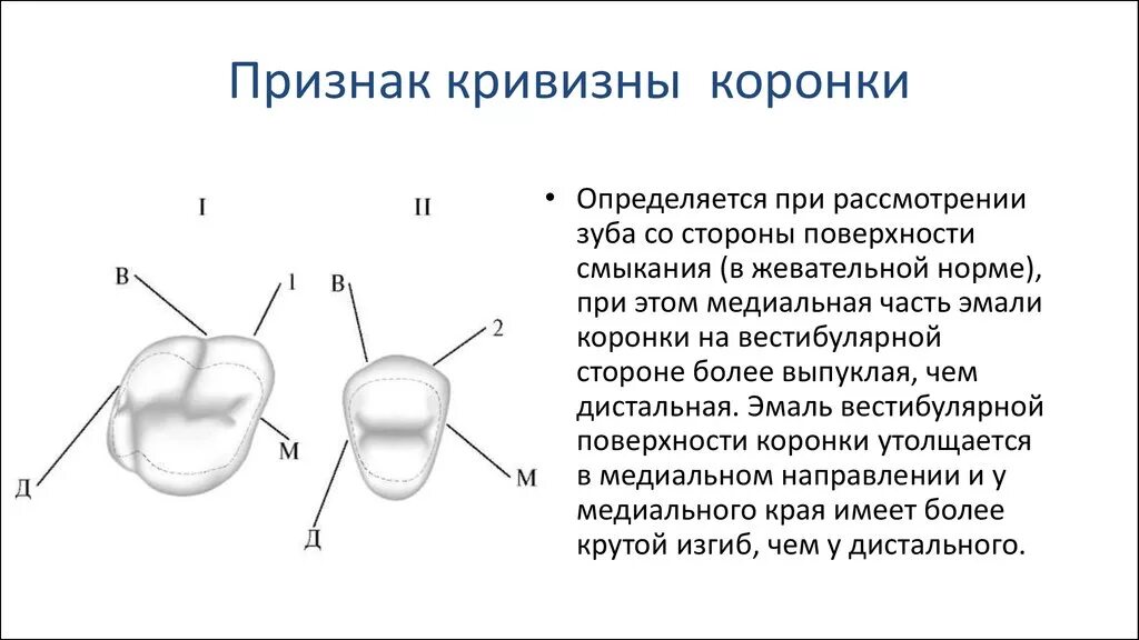 Моляр верхней челюсти анатомия. Признак кривизны эмали коронки. Анатомия коронок зубов.