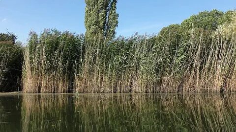 Rivers plants