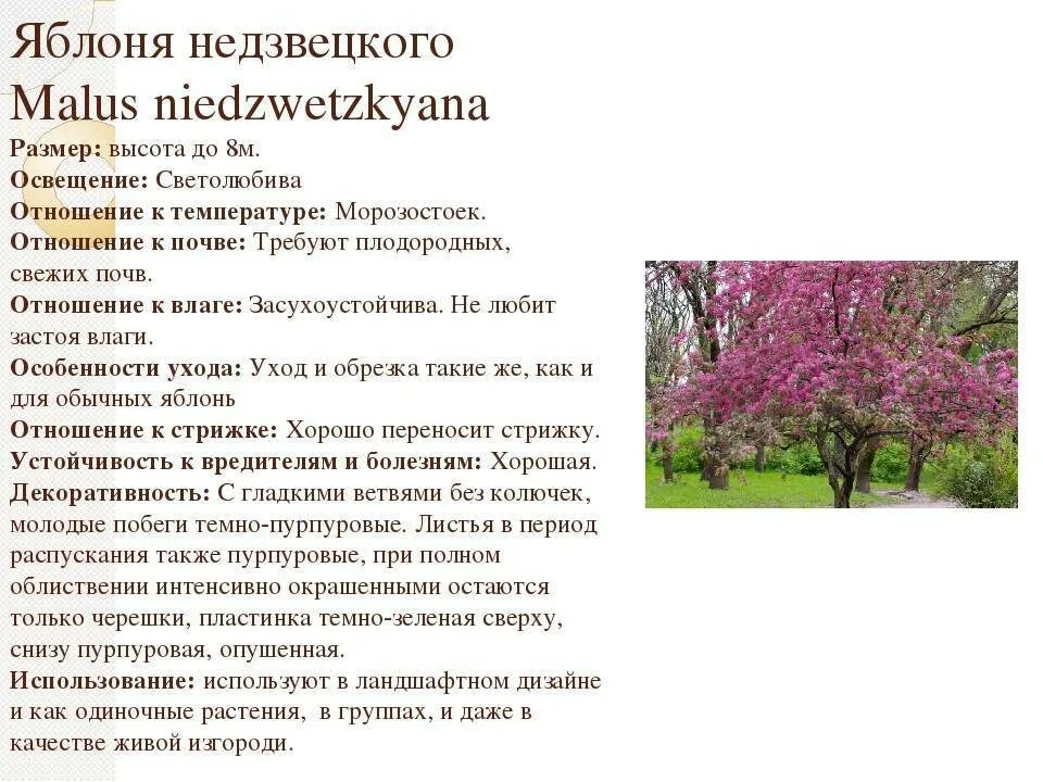 Саженцы яблони недзвецкого купить в Москве по цене от 690 рублей