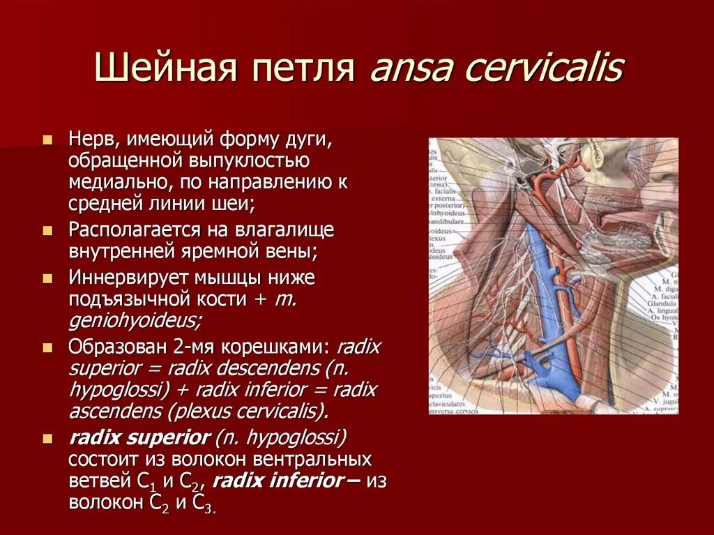 Порок латынь. Шейная петля ANSA cervicalis иннервирует. Поверхностная шейная петля и глубокая шейная петля. Поверхностная шейная петля анатомия.