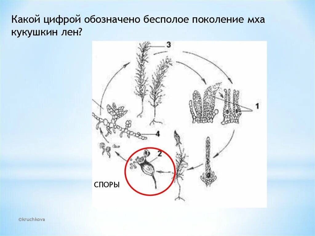 Половое поколение кукушкина льна. Кукушкин лен бесполое поколение. Бесполое поколение мха Кукушкин лен. Бесполое поколение у Кукушкина льна. Бесполое поколение мха у Кукушкина льна.