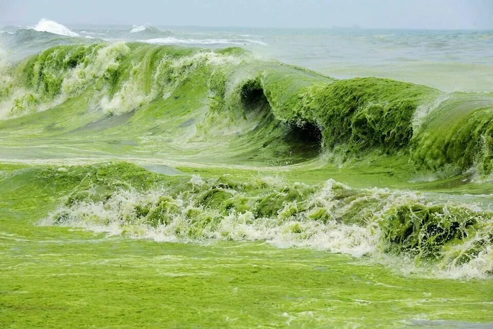 Цветущие водоросли. Желтое море зеленые водоросли. Цветение океана. Цветение воды в океане. Гигантские водоросли.