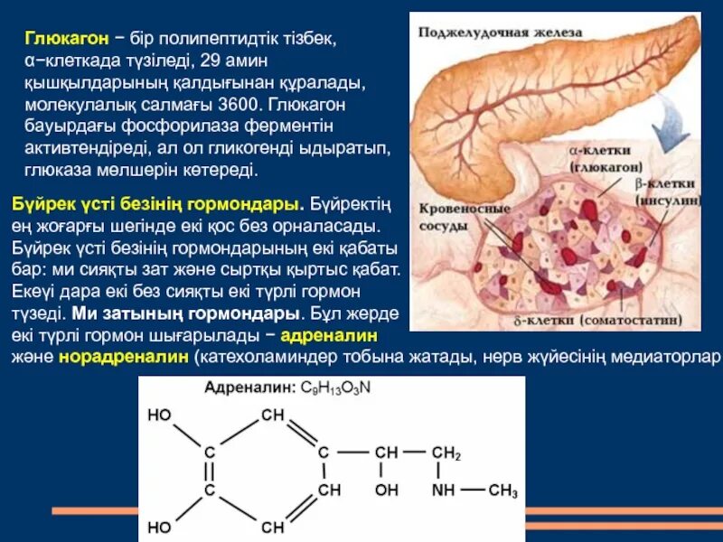 Строение глюкагона формула. Поджелудочная железа инсулин и глюкагон. Гормон поджелудочной железы глюкагон. Глюкагон структура.