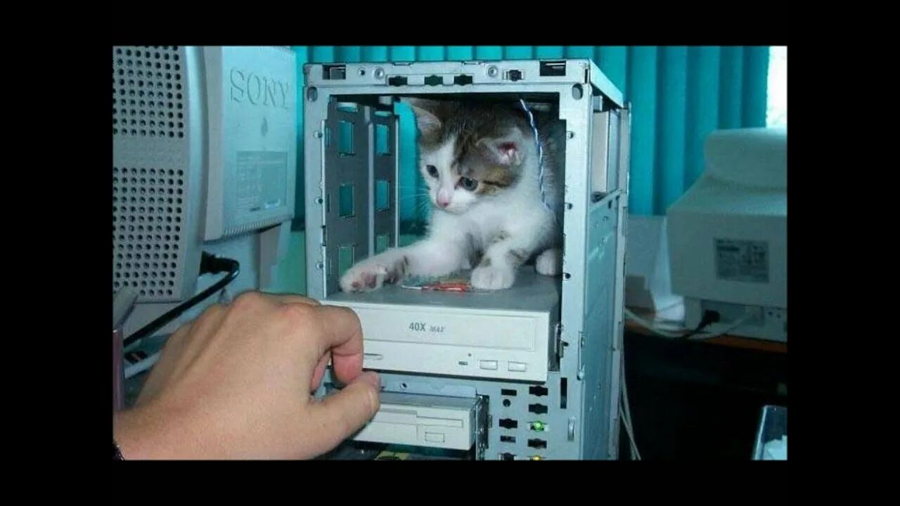 Котик в системном блоке. Кот и компьютер. Котенок с компьютером. Кот в системнике.