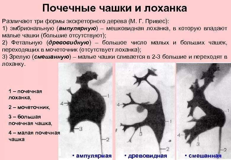 Функция почечной лоханки. Эмбриональная форма экскреторного дерева почки. Чашечно лоханочная структура почек. Строение чашечно лоханочной системы почек. Варианты строения ЧЛС почек.