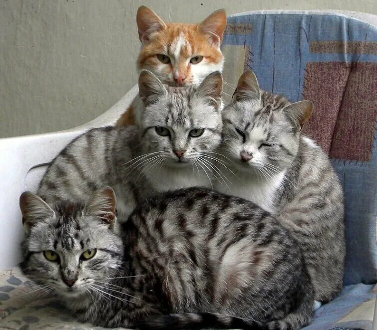 Четверо котов. Четыре кота. Много кошек. Кошачья семья.