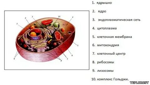 Клетка под микроскопом 8 класс