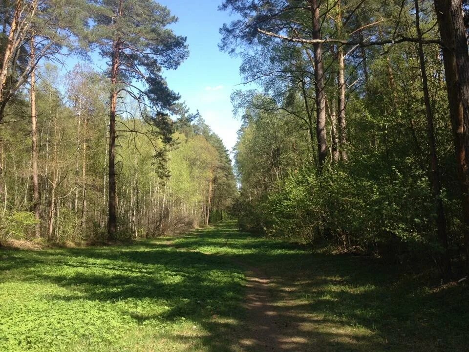 калужский бор калуга. сосновый бор калуга. калуга сосновый бор памятник. сосновый бор подмосковье. калужский сосновый бор.