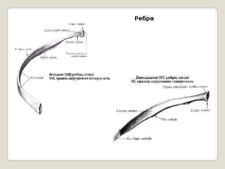 12 Ребро строение. Двенадцатое ребро анатомия. 11-12 Ребра анатомия. 12 Ребро на латыни. Левое и правое ребро