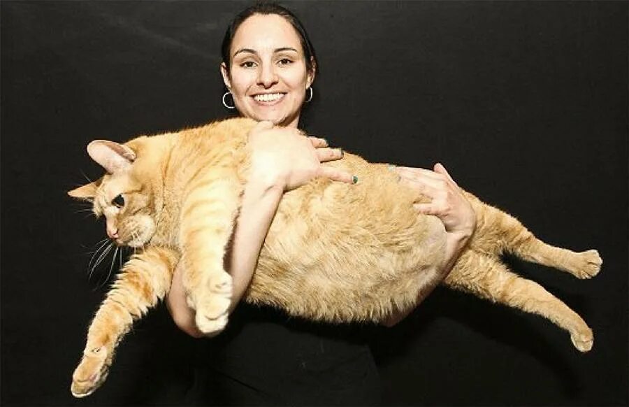 Книга рекордов котов. Самый толстый кот в мире химми. Кот химми 21 кг. Рекорд Гиннесса самый толстый кот. Австралийский кот химми.
