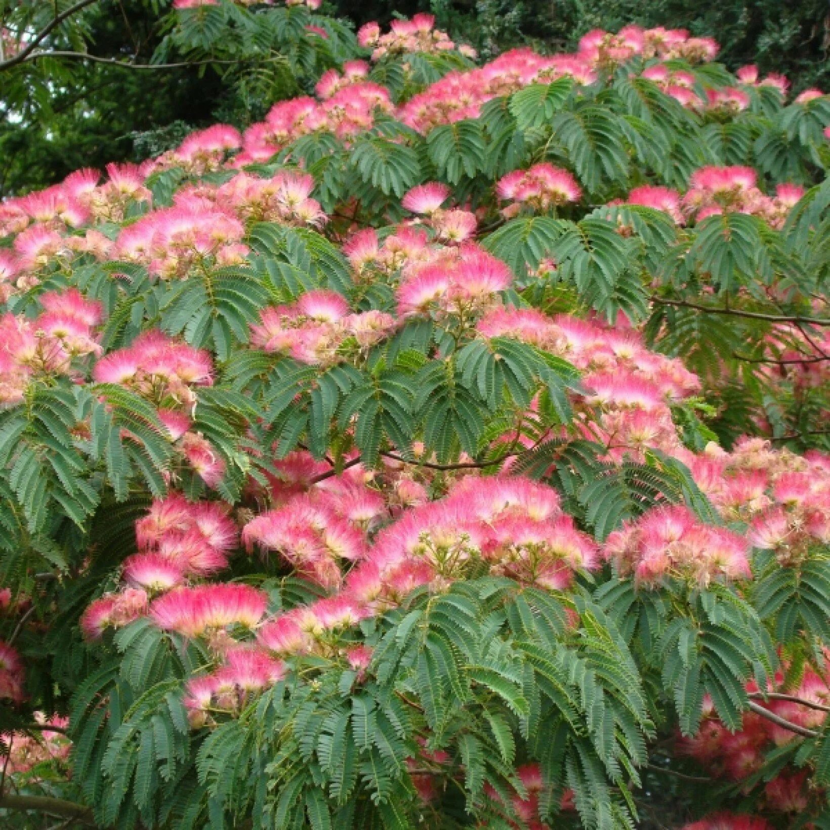 Альбиция ленкоранская - albizia julibrissin. Акация ленкоранская дерево. Альбиция ленкоранская акация. Альбиция ленкоранская альбиция ленкоранская. Альбиция шёлковая ленкоранская акация.