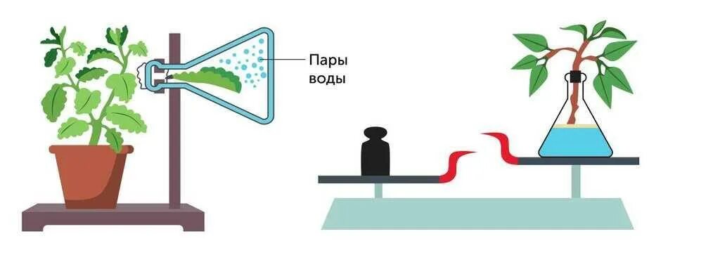 Опыт изображенный на рисунке служит доказательством биология. Испарение воды растениями. Опыт доказывающий что листья испаряют воду. Эксперимент доказывающий фотосинтез. Опыт доказывающий испарение воды растениями.