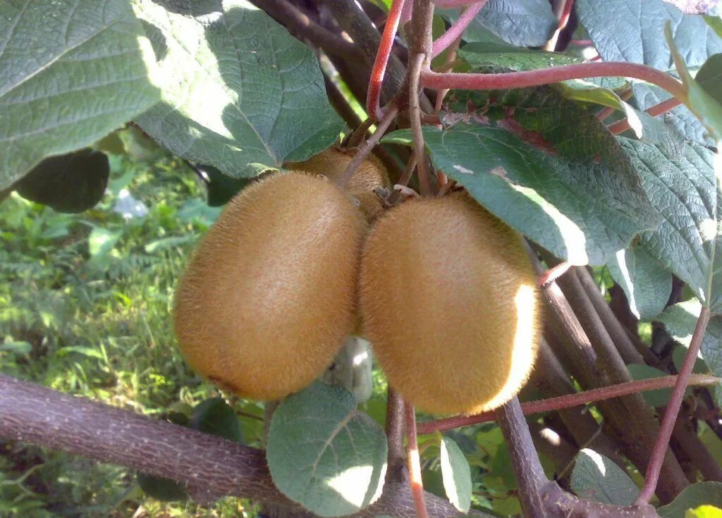 Китайская актинидия. Киви сорт монти. Синкарпный плод киви. Киви сорт хейворд. Сорт киви «аллисон».