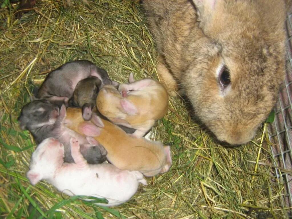 Новорождённые крольчата. Новорожденный крольчонок.