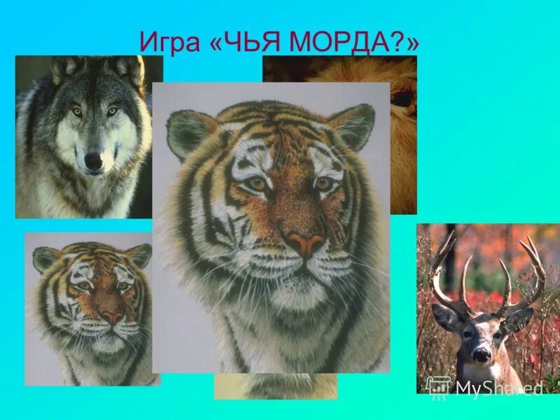 игра чей хвост чья голова. чья морда и чей хвост. картинка чьи уши. чья морда. отгадай животное по картинке.