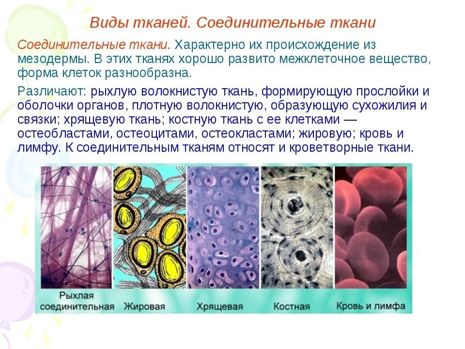 Каковы основные особенности ткани у животных. Соединительная ткань клетки и межклеточное вещество. типы соединительной ткани животных. функции межклеточного вещества соединительной ткани. межклеточное вещество соединительной ткани развито.