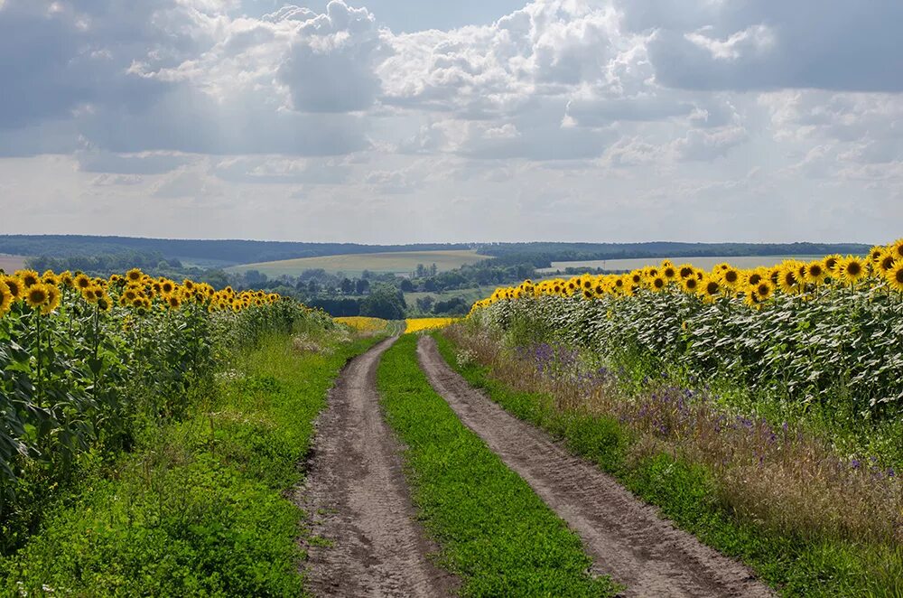 Украинский край. Поля Белгородской области. Валуйки Белгородская область поля. Поля подсолнухов Белгородская область. Белгород природа деревня.