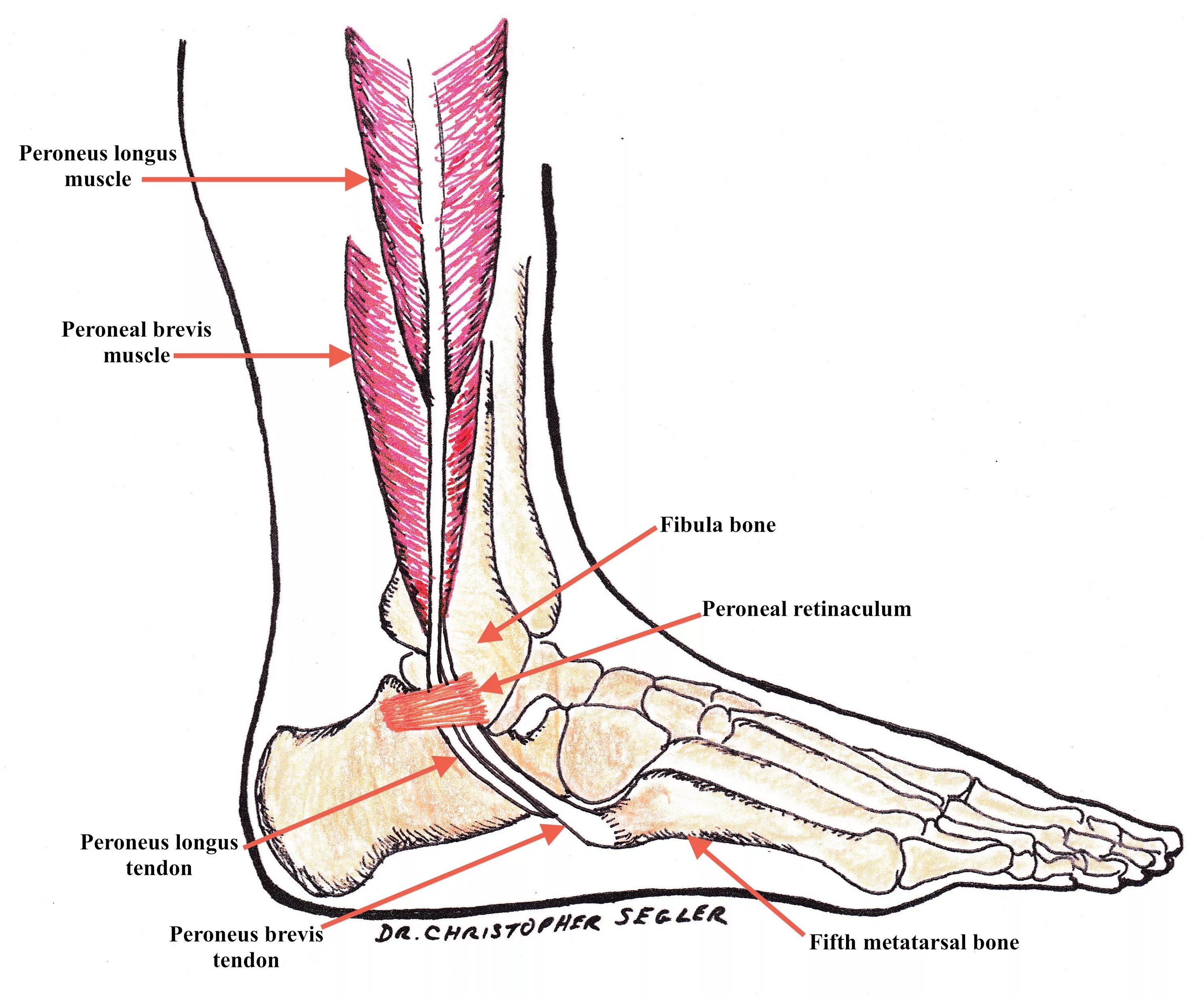 Наружный голеностопный сустав. Peroneus Longus. Peroneus Longus and Brevis. Нерв голеностопного сустава анатомия. Анатомия голеностопного сустава нервы.