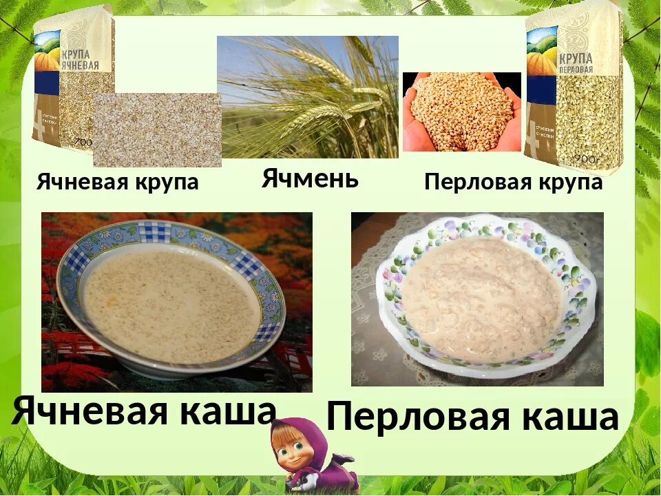 Каша ячменная ячневая. Ячмень ячневая крупа перловка. Ячневая каша из чего. Перловая ячневая крупы получаемые из.