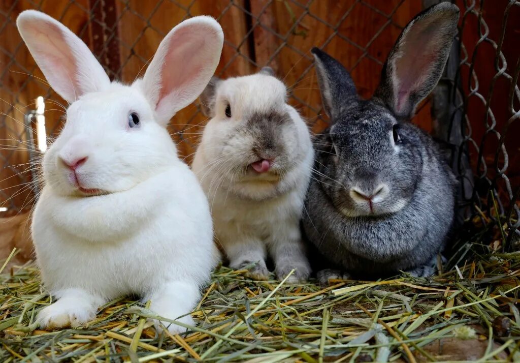 Six rabbits