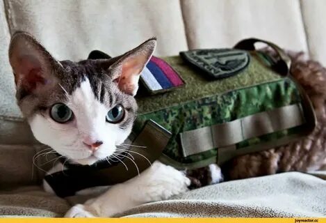 Боевой коте