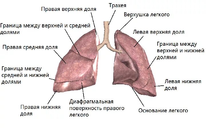 Строение легких с обозначениями. Легкие Анатомическое строение. Легкие строение анатомия доли. Строение правого и левого легкого. 1 расположение легких