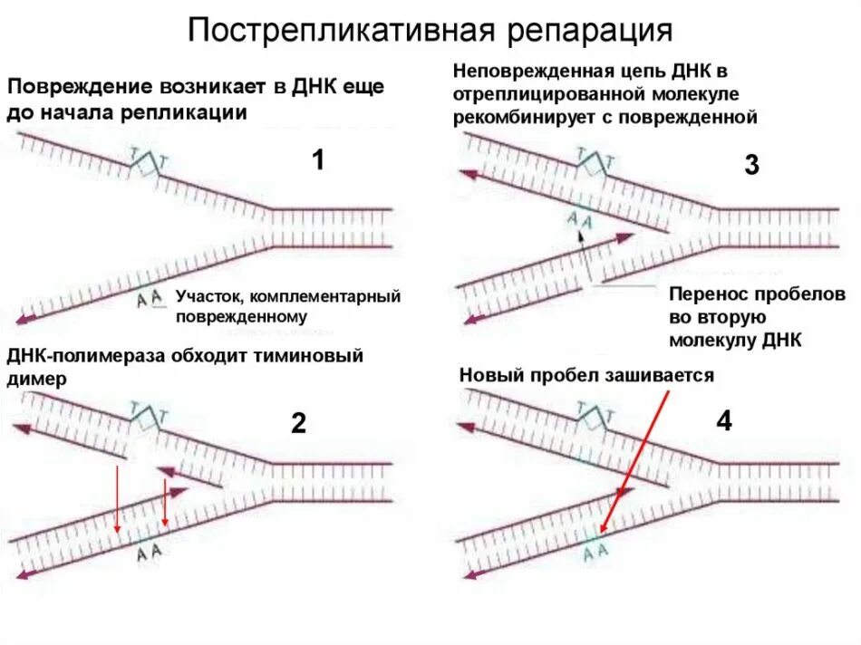 Пострепликативная эксцизионная репарация. Пострепликативная репарация ДНК схема. Схема пострепликативной репарации ДНК. Репарация ДНК схема. 3 этапа репликации