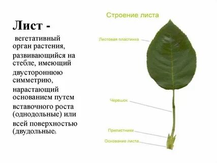 Лист свойства