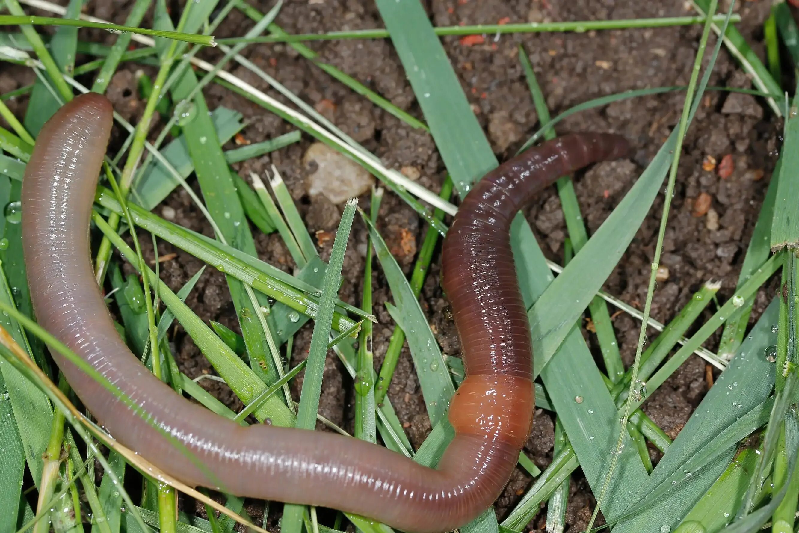 Дождевой червь обитатель. Дождевые черви Eisenia Fetida. Обыкновенный дождевой червь.