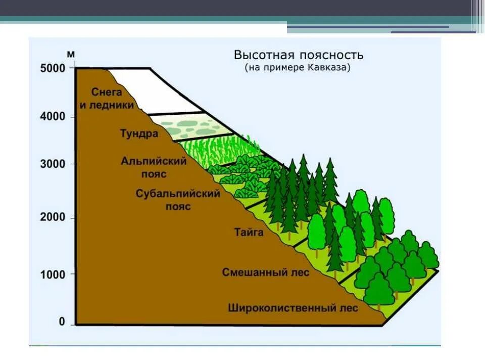 Порядок почв с севера на юг. Природные зоны России Высотная поясность. Субтропики Высотная поясность. Широтная зональность Выстоной полярности. Высотная поясность географический пояс.