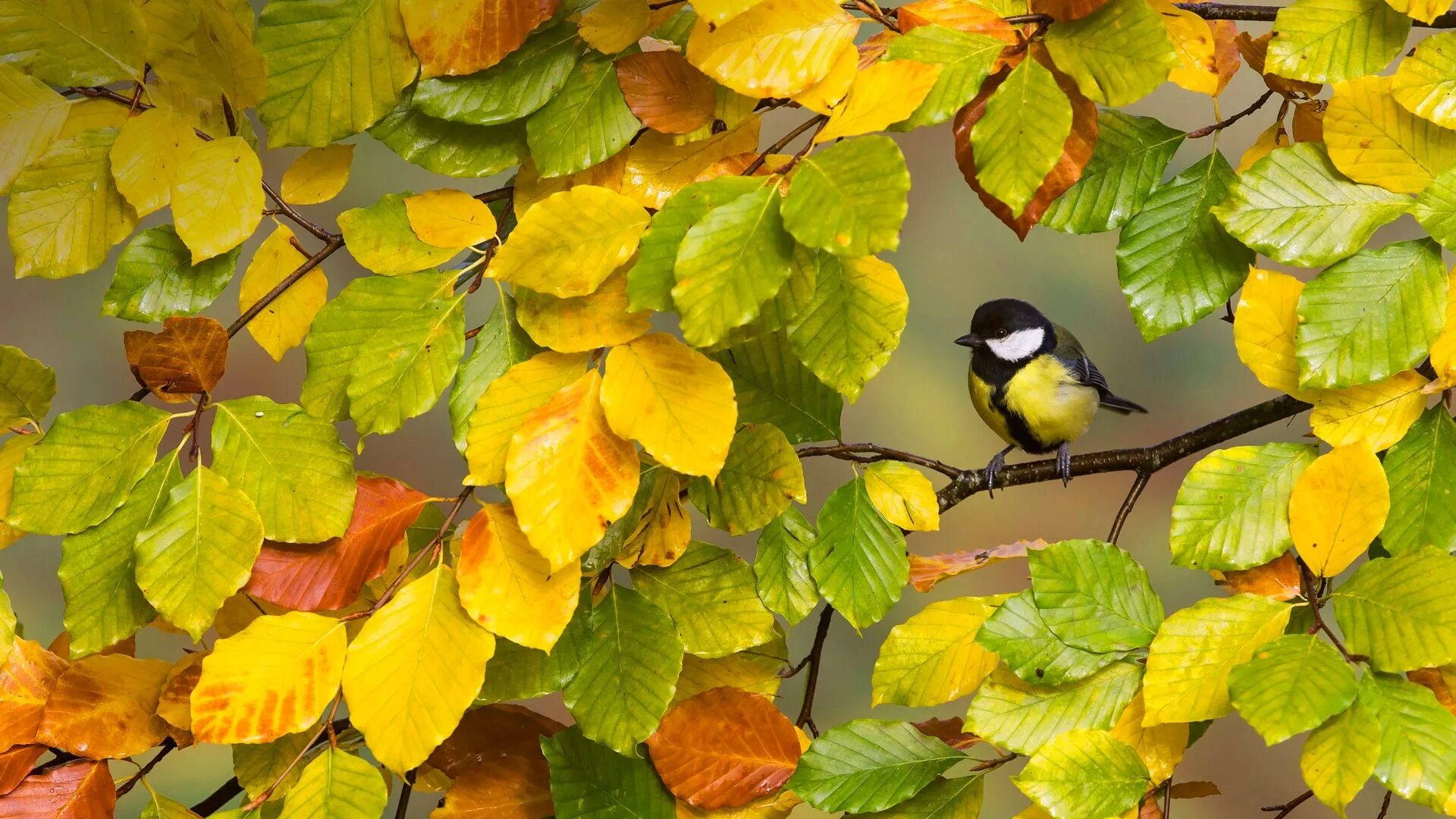 Fall bird. Осенние птицы. Птицы в листве. Осень птицы. Птицы осенью.