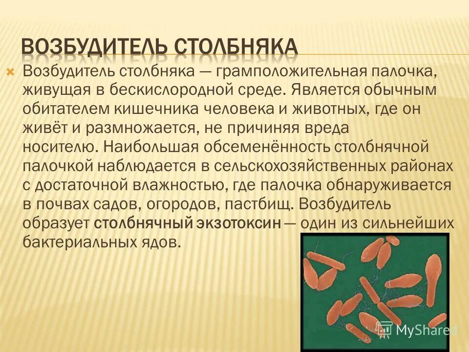 Бактерии в бескислородной среде. Столбняк бактерия возбудитель. Бактерии столбняка возбудитель заболевания. Столбняк морфология возбудителя.