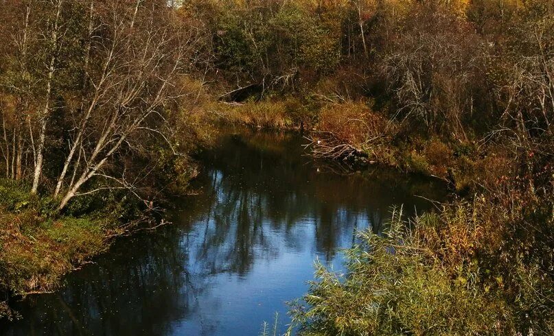 незабудки на берегу. тихая речка омская область. за рекой за речкой. река алексеевский ручей.