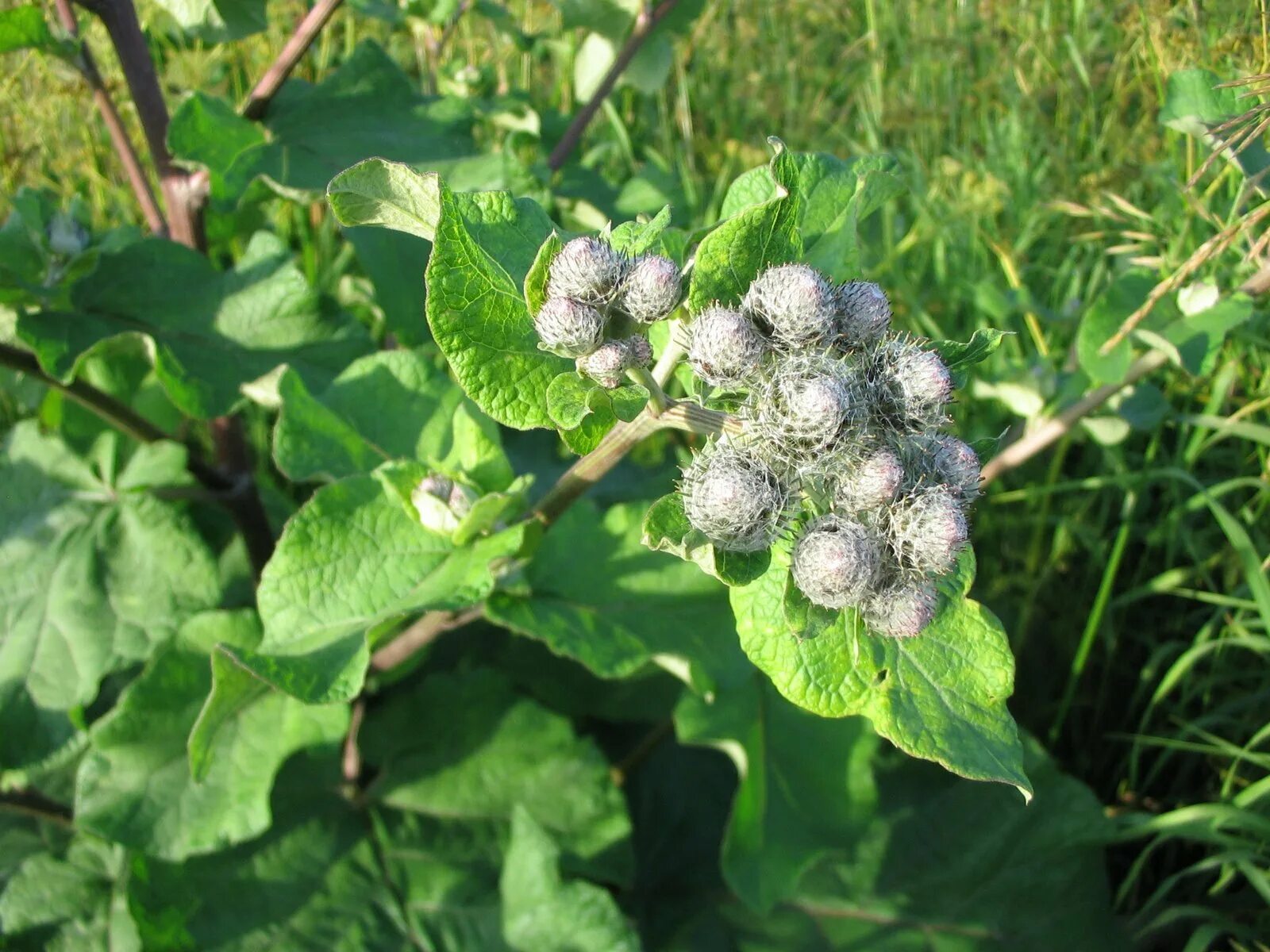 Лопух картинки. Лопух Arctium Lappa. Репейник (Burdock). Репейник и репей. Лопух войлочный, репейник.