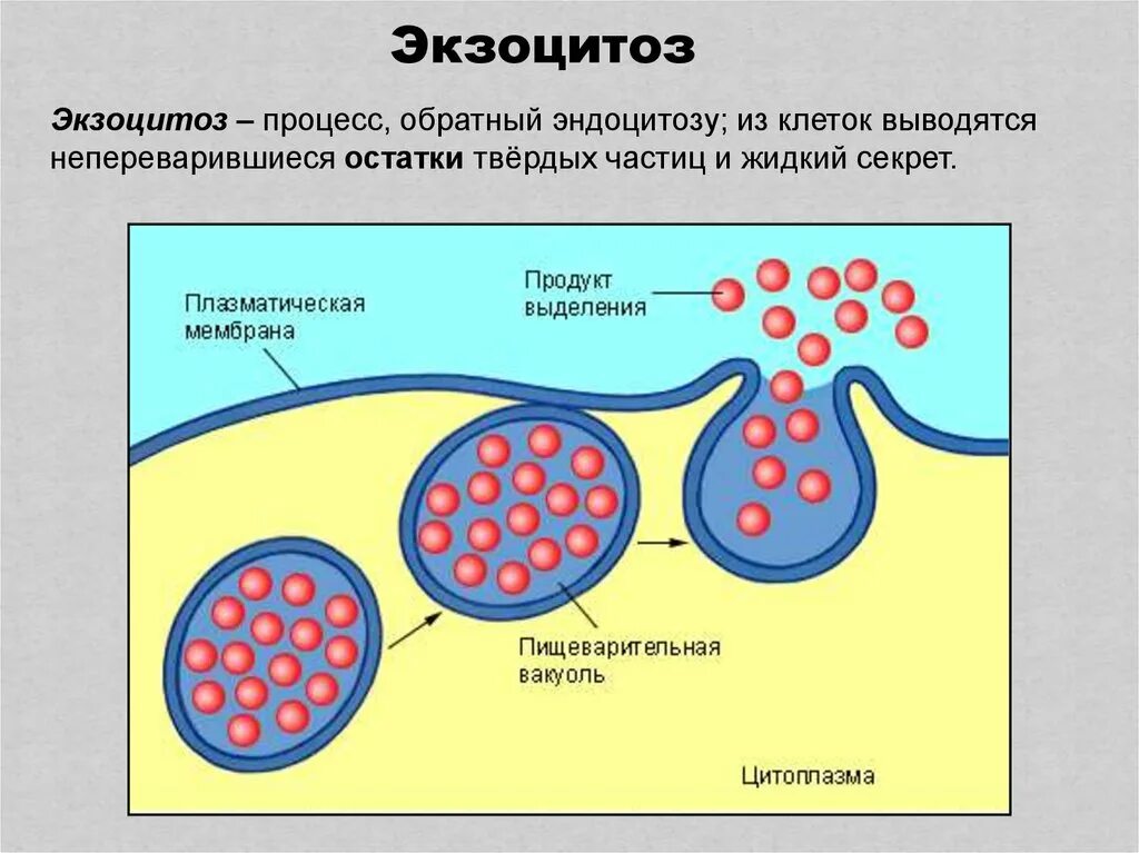 Транспортные пузырьки. Этапы экзоцитоза. Белки экзоцитоза. Экзоцитоз (механизм, примеры).. Экзоцитоз схема.