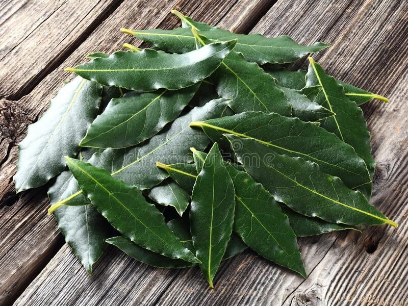 Грузинский лавровый лист. Эвкалипт и лавровый лист одно и тоже. Лавровый лист росток. Лавровый лист. Лавровый лист для подарка.